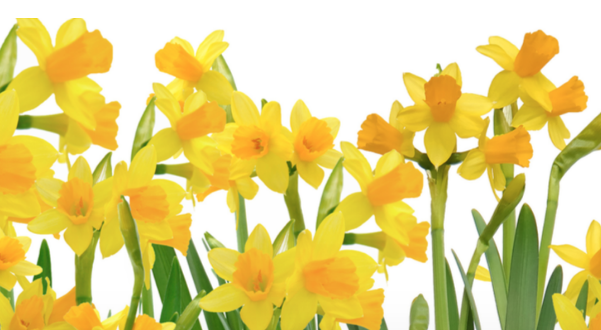 Daffodil Days Essex CT