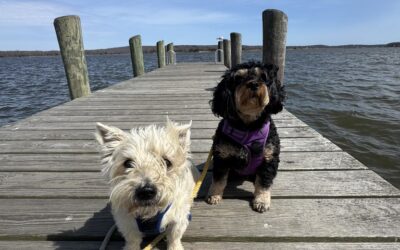 Shoreline Happy Paws LLC
