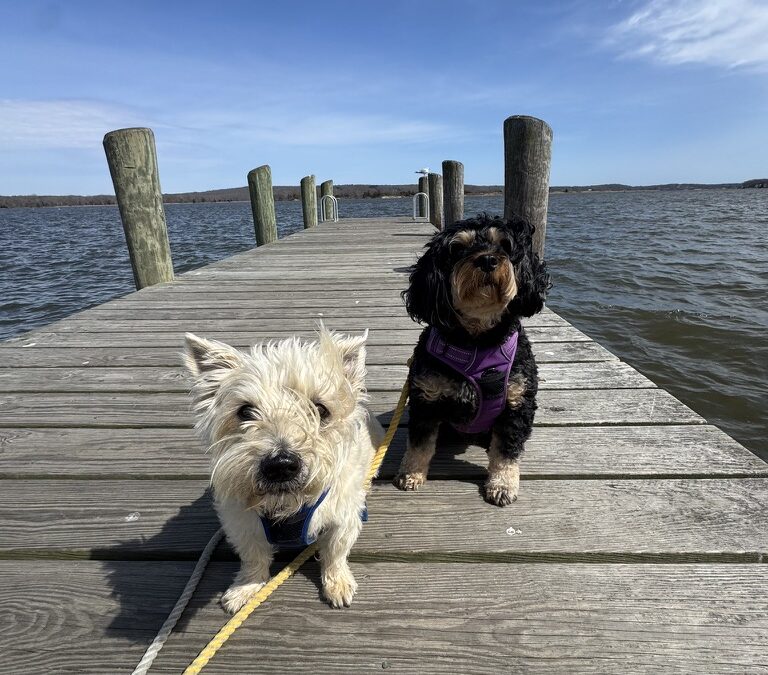 Shoreline Happy Paws LLC