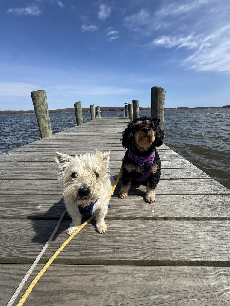 Shoreline Happy Paws 2nd photo