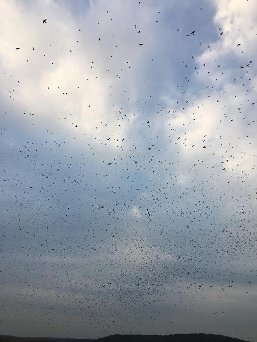 Swallow swarming on swallow cruise